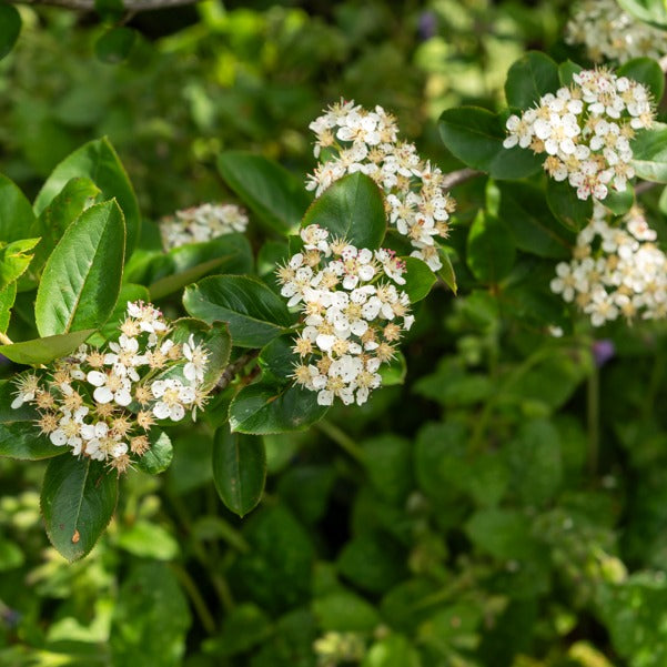 Bakker Aronia prunifolia Nero arbuste pot 3L 50-60cm rustique