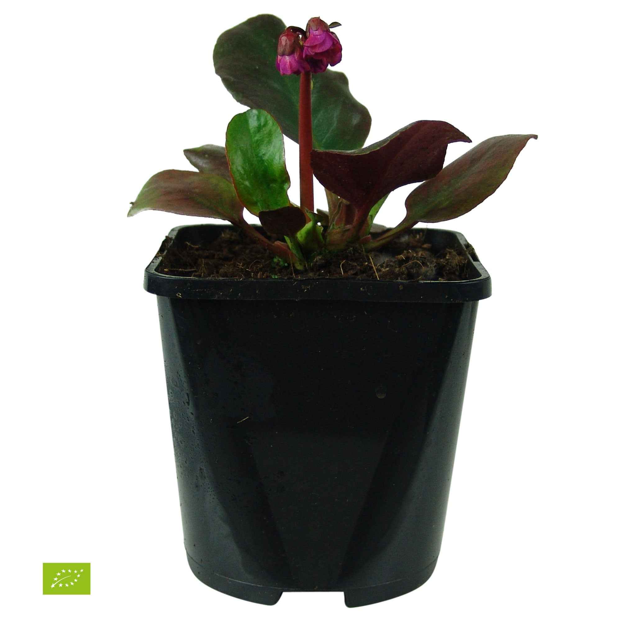 Bakker Bergenia Eroica bergénia vivace pot 9cm fleur rouge