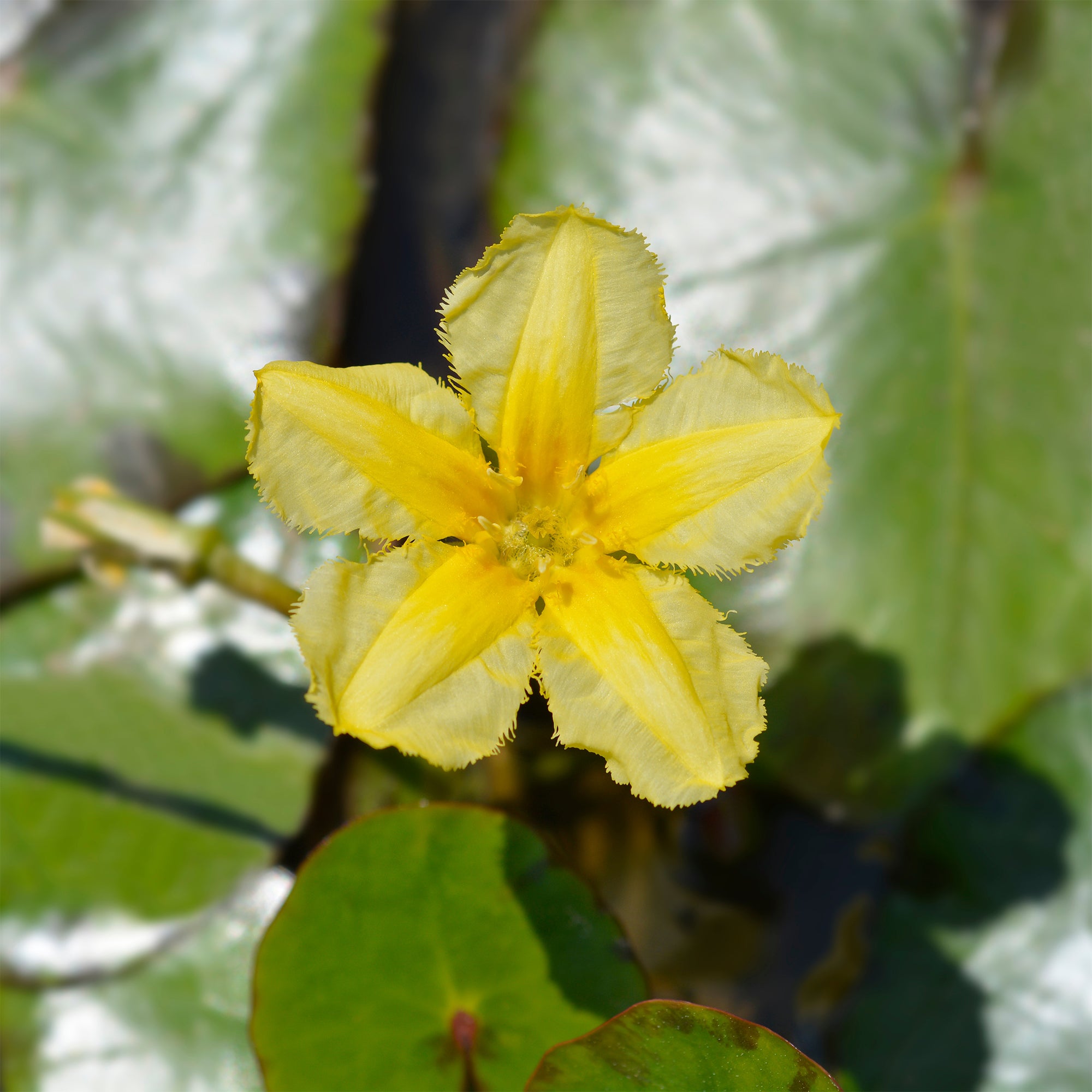 Bakker Limnanthème faux-nénuphar plante de bassin pot Ø9cm jaune