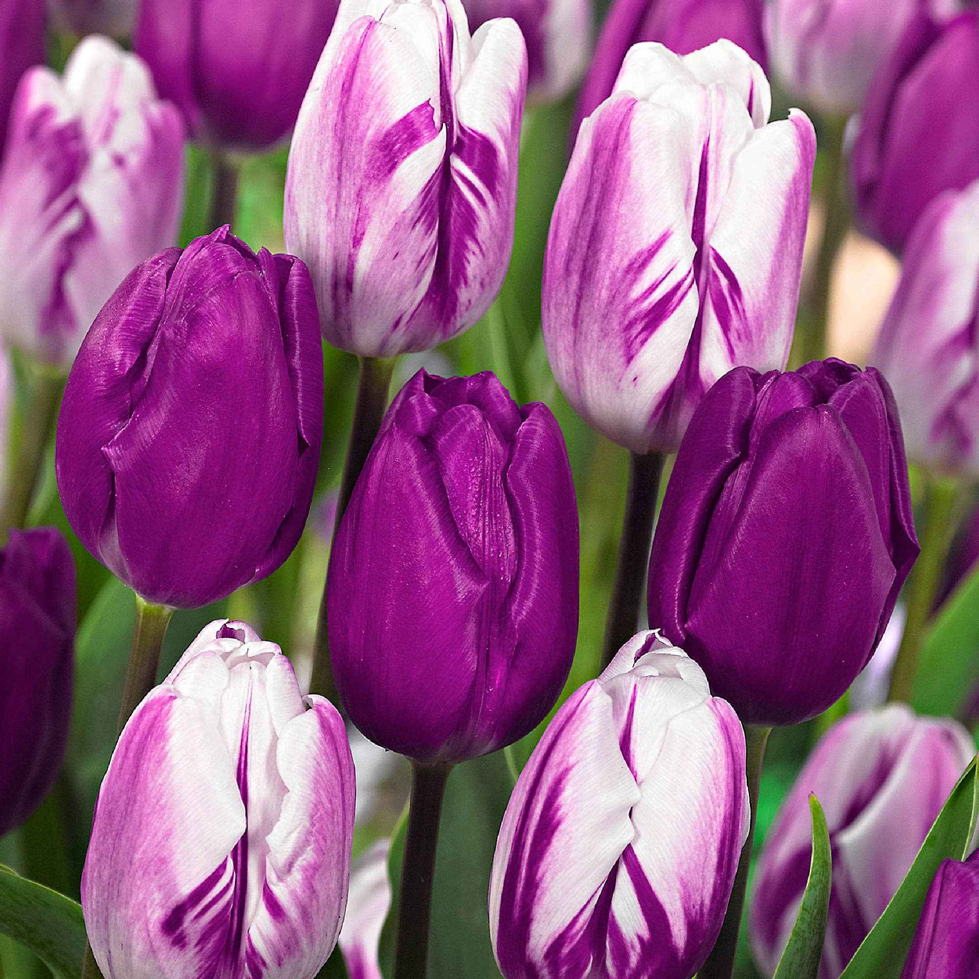 Bakker Tulipes mauves blanches bulbes sachet 10 mélange