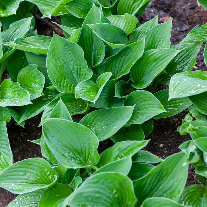 Bakker Vivaces Hosta sieboldiana Elegans plante pot 9cm bleu