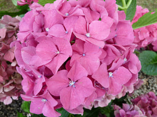 Les Hortensias du Haut Bois Alpenglühen hortensia fleurs rondes rouge