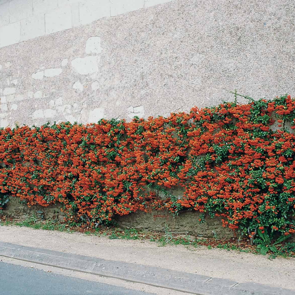 Bakker Pyracantha Saphyr Rouge buisson ardent lot 3 pots 9cm haie