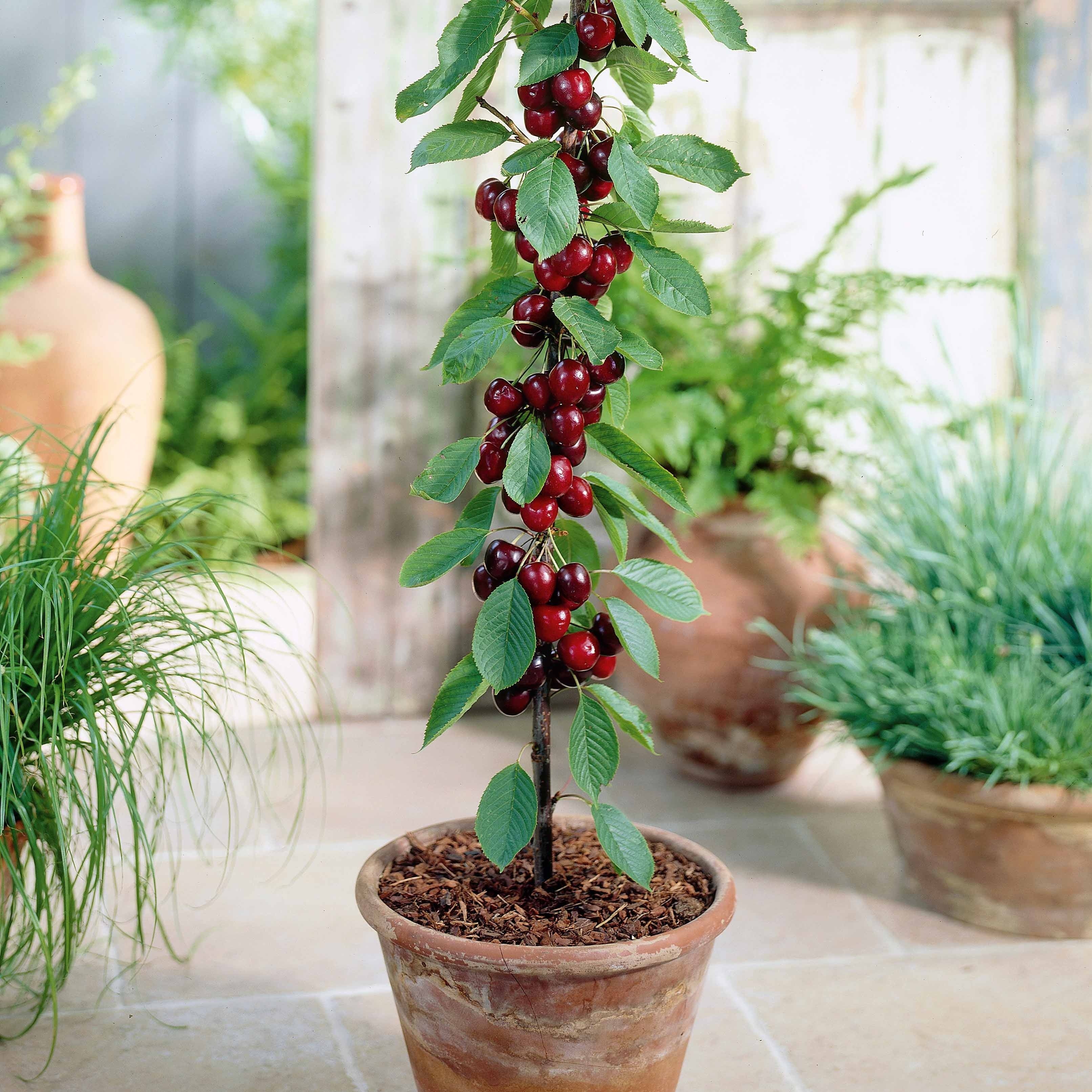 Bakker Collection 4 mini-fruitiers arbre nain pot Ø 9cm