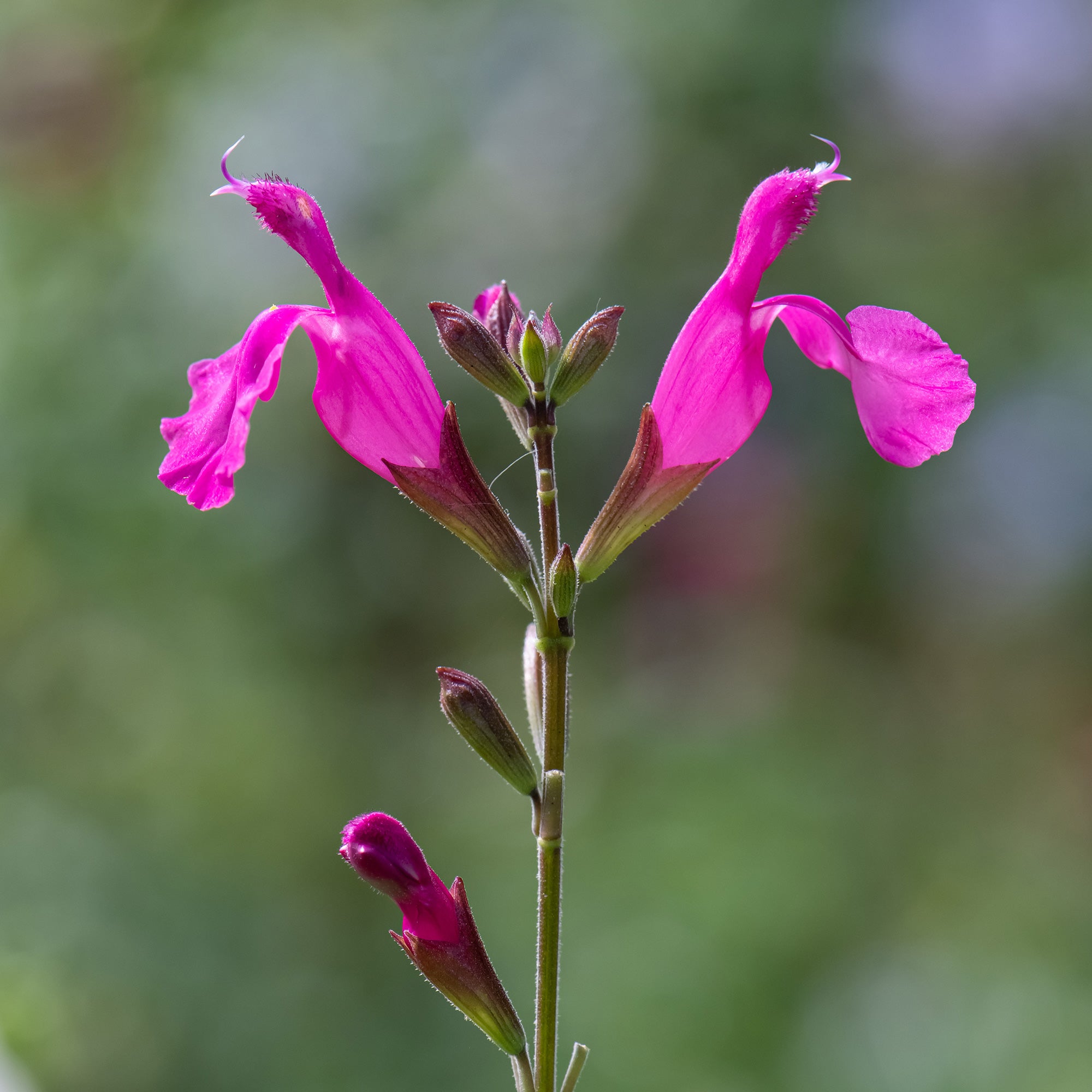 Bakker Sauge Cerro Potosi plante vivace pot Ø9cm fuchsia