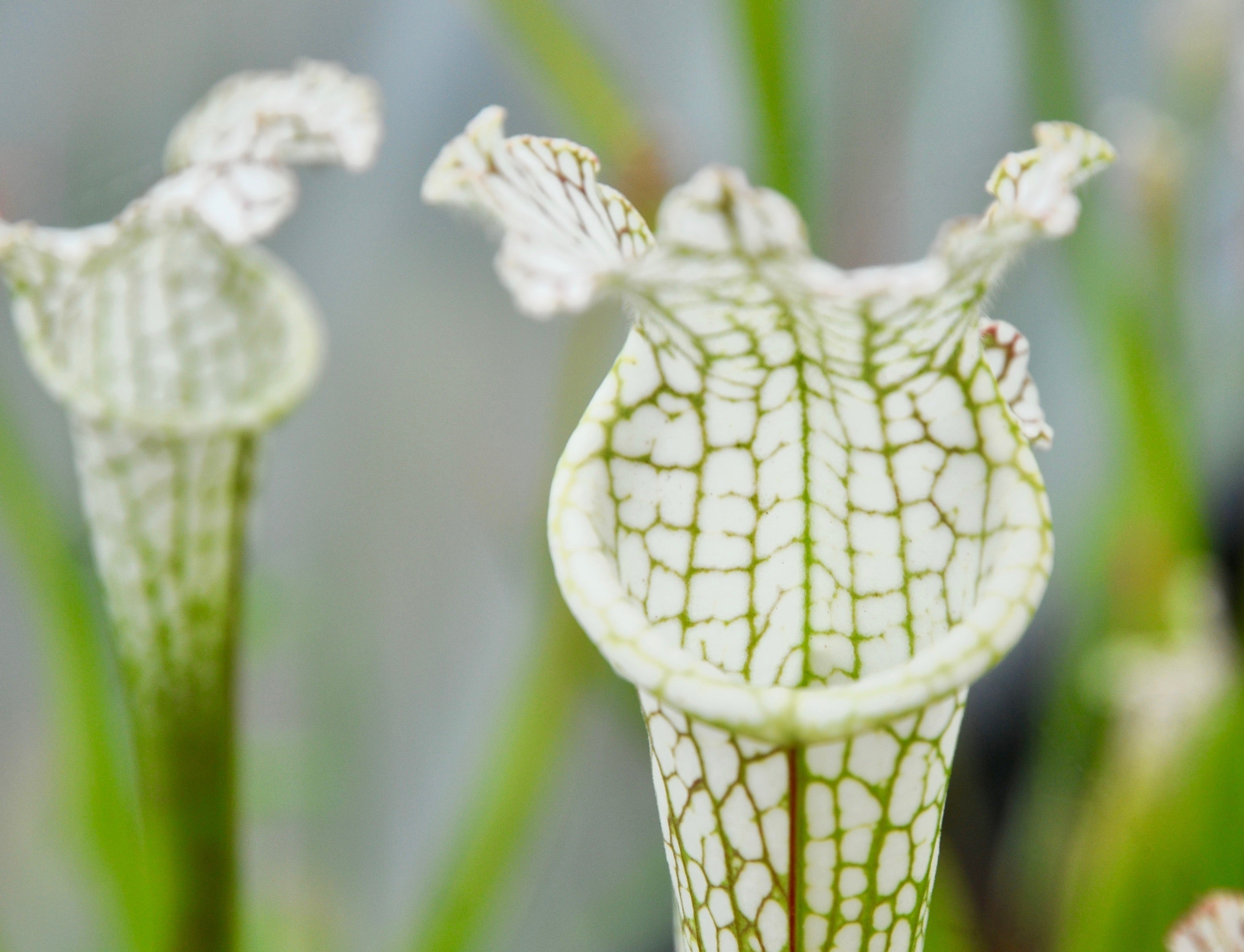 Carniflore Sarracenia leucophylla plante carnivore 1 point péristome blanc