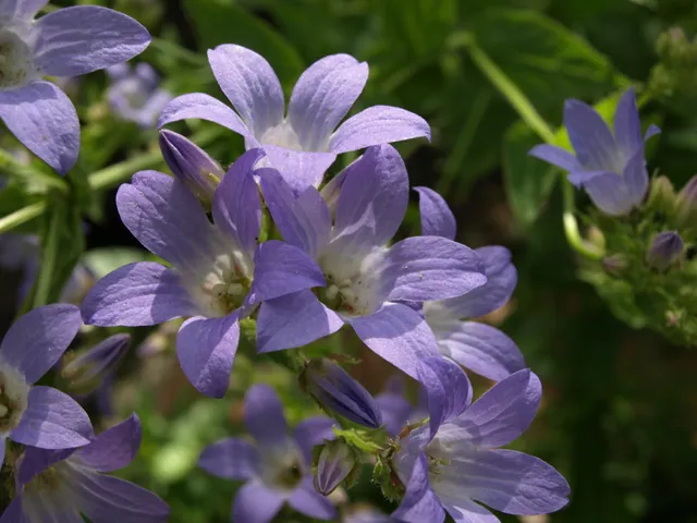 Passion Vivaces Campanula Senior plante vivace godet bleu ciel