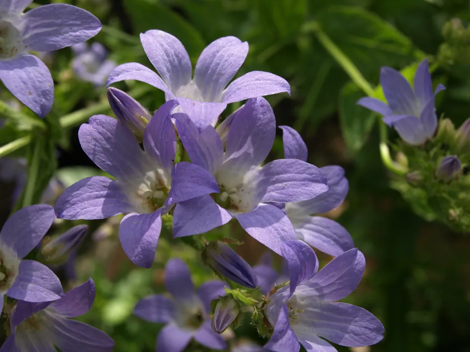 Passion Vivaces Campanula Senior plante vivace godet bleu ciel