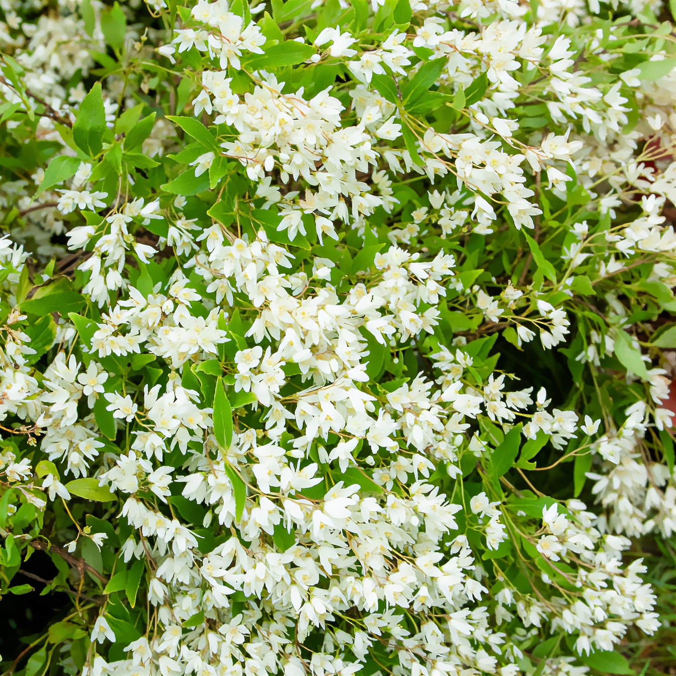 Bakker Nikko deutzia nain pot 3L fleurs blanches