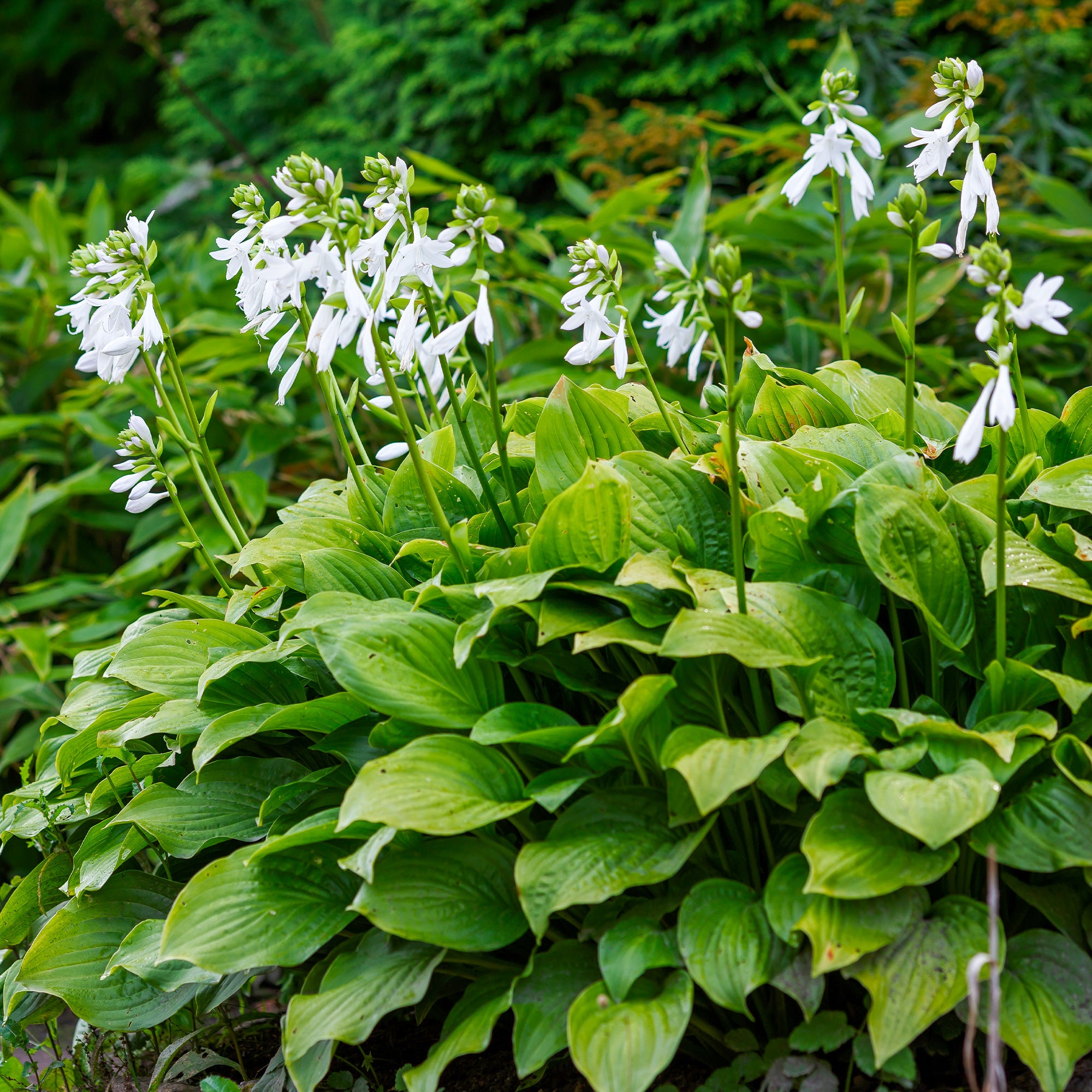 Bakker Hosta Royal Standard plante vivace pot 9cm parfumée