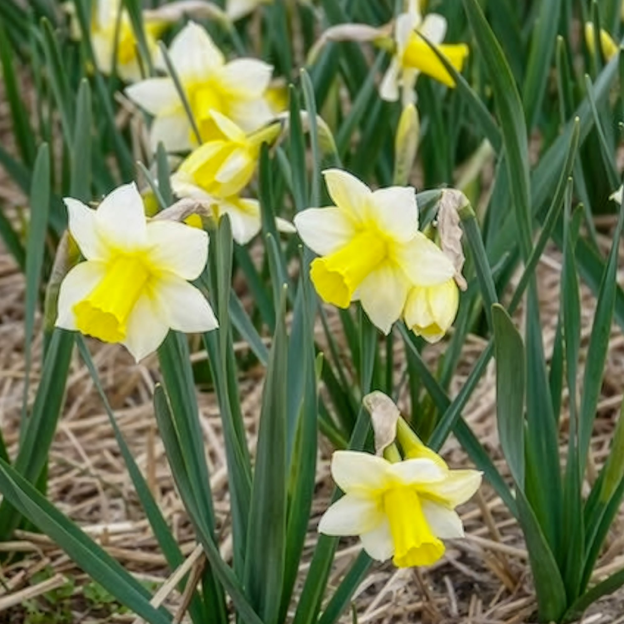 Bakker Narcisses Golden Echo bulbes 7 pièces blanc jaune