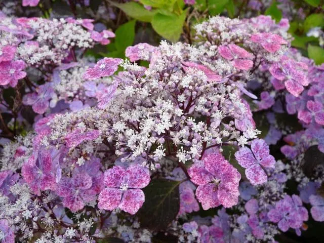 Les Hortensias du Haut Bois Graciosa hortensia serrata godet