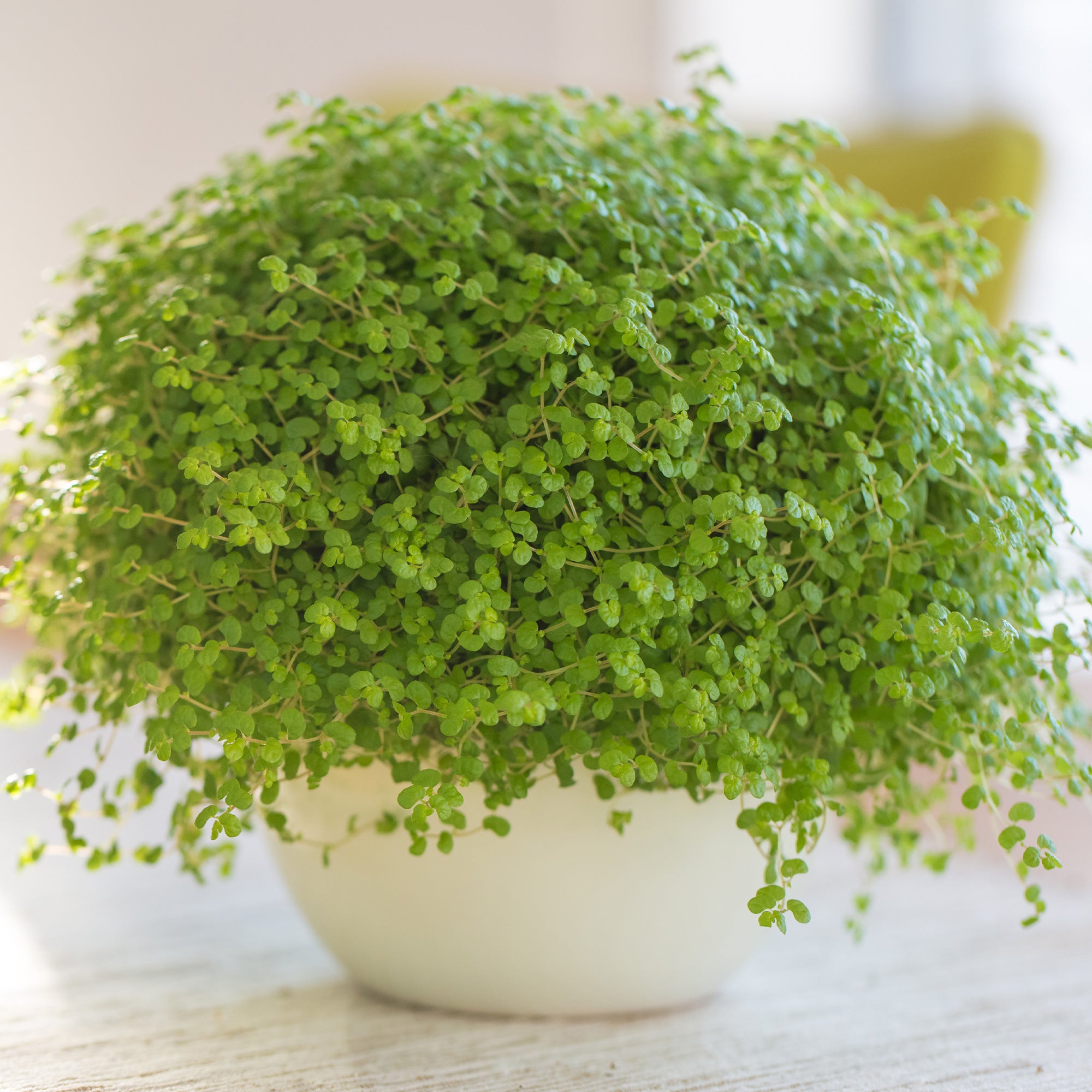 Bakker Plantes d'extérieur Helxine couvre-sol pot 10,5cm ombre