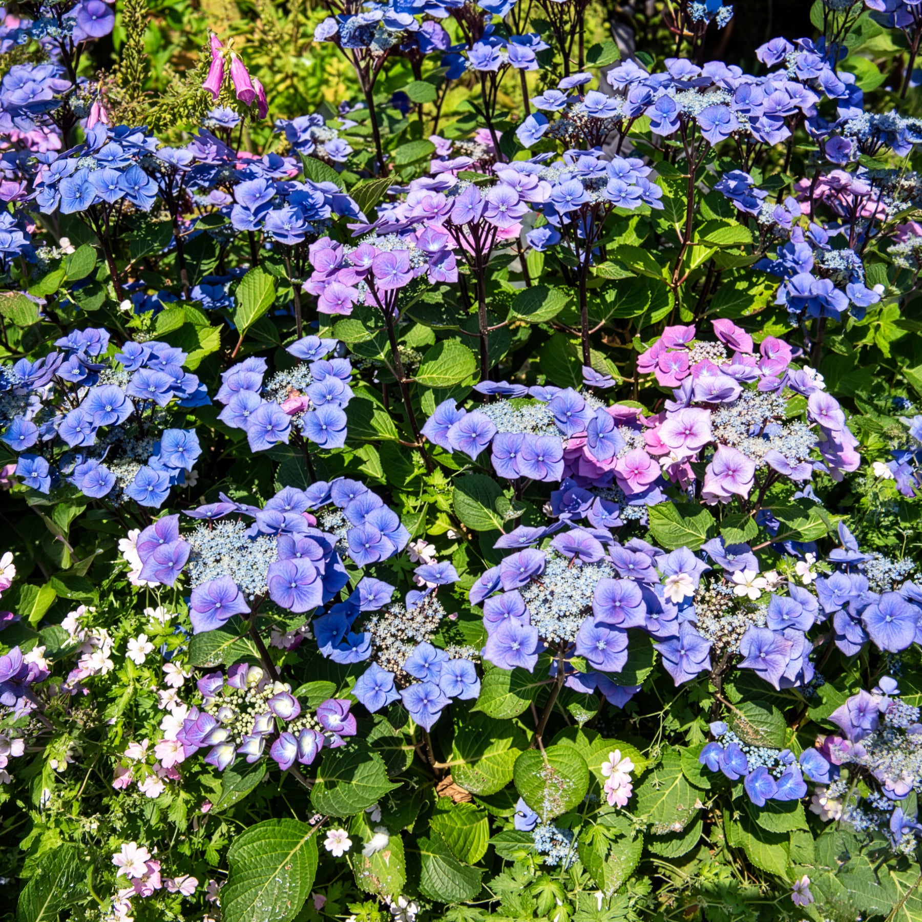 Bakker Hortensia Zorro Bleu arbuste pot 4,5L tiges rigides
