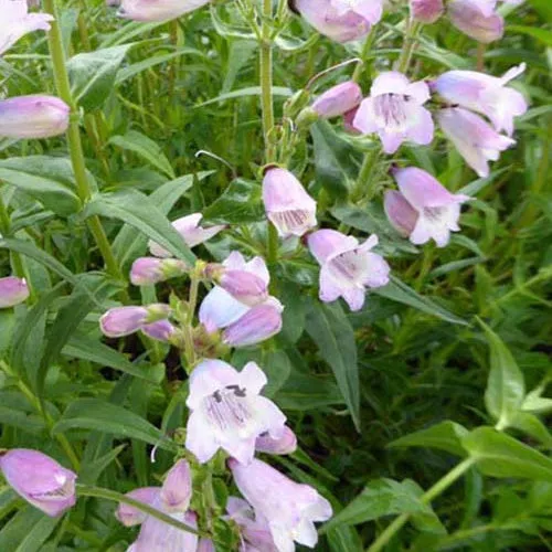 Bakker Penstemon Stapleford Gem Galane Vivace Violette Pot 9cm