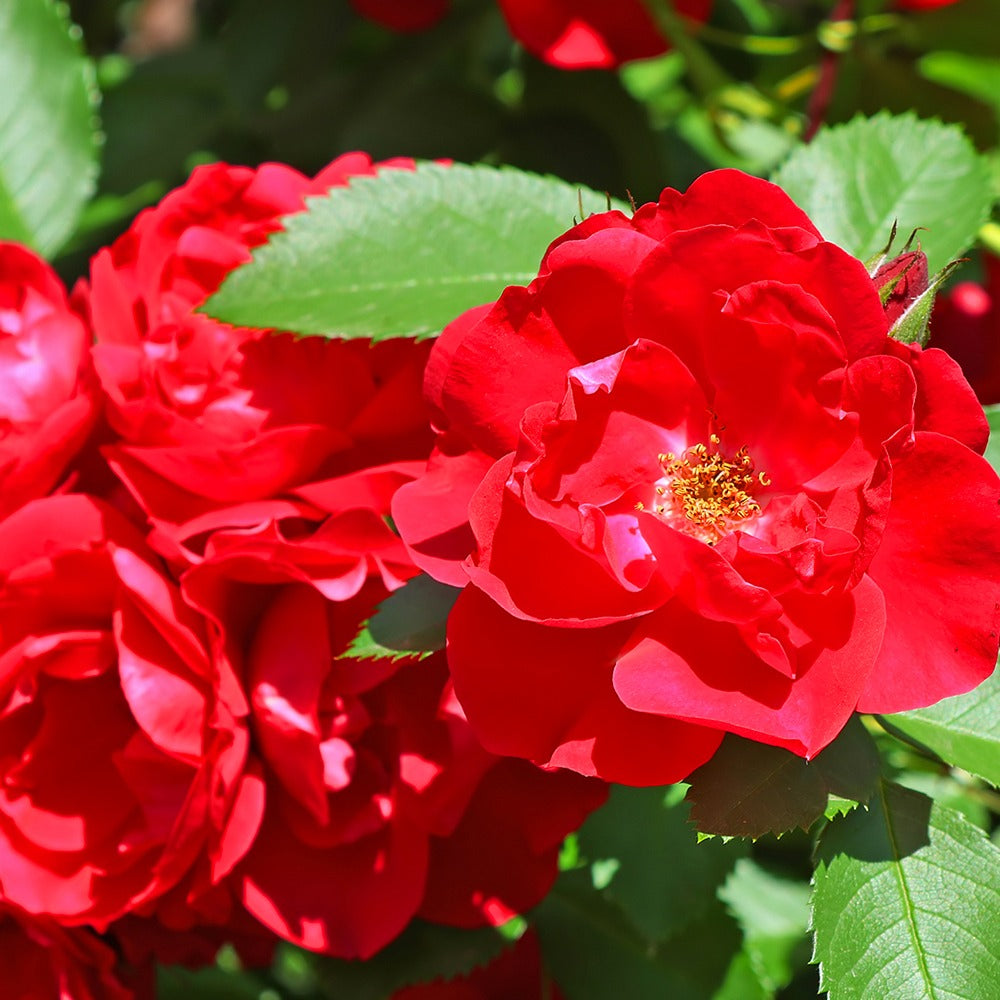 Bakker Rosiers Rosier à massif rouge racine nue floraison continue