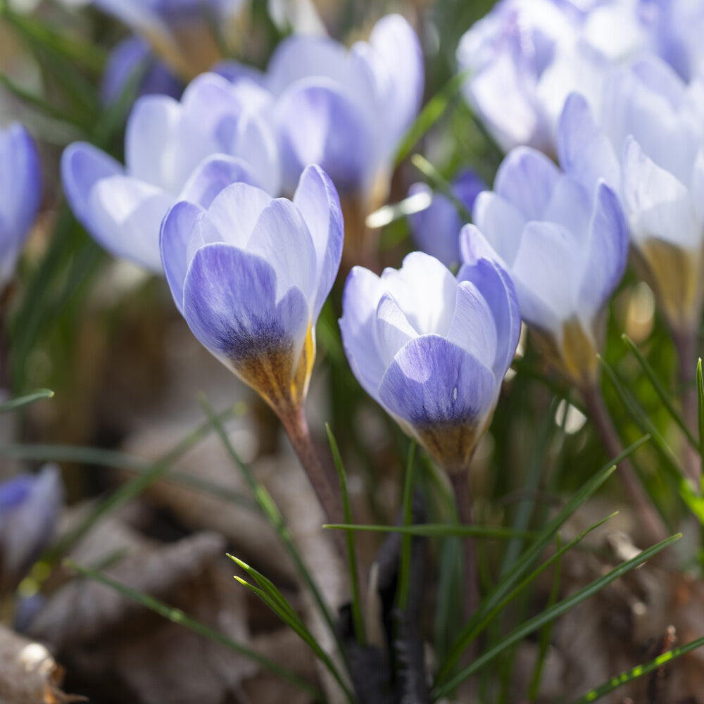 Bakker Bulbes Crocus Blue Pearl bulbes sachet 10 bleu février