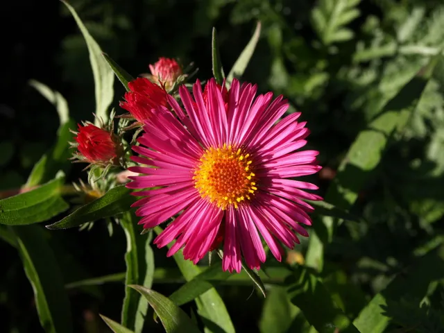 Passion Vivaces ASTER novae-angliae Laschsglut vivace godet framboise
