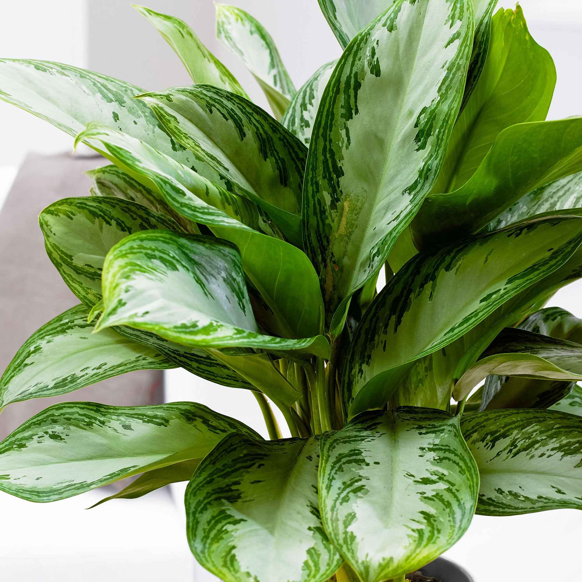 Bakker Silver Bay Aglaonema gris-vert pot Ø17cm ombre