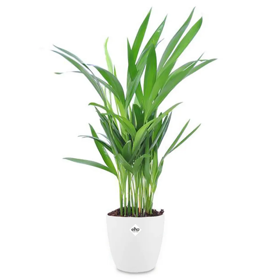 Bakker Areca palmier d'intérieur 2 pots Ø17cm 45cm