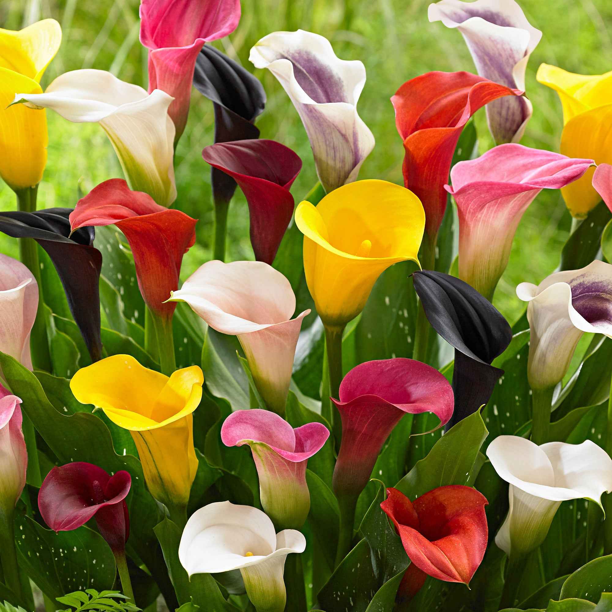 Bakker Arum mélange 3 bulbes jaune rouge rose été