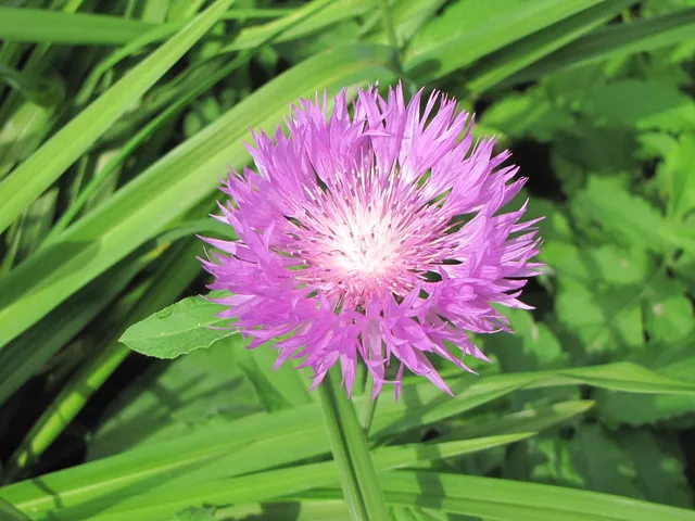 Passion Vivaces Centaurea hipoleuca John Coutts plante pot 1L rose