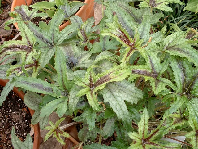 Passion Vivaces Heucherella Kimono plante vivace pot 1 litre feuillage argenté