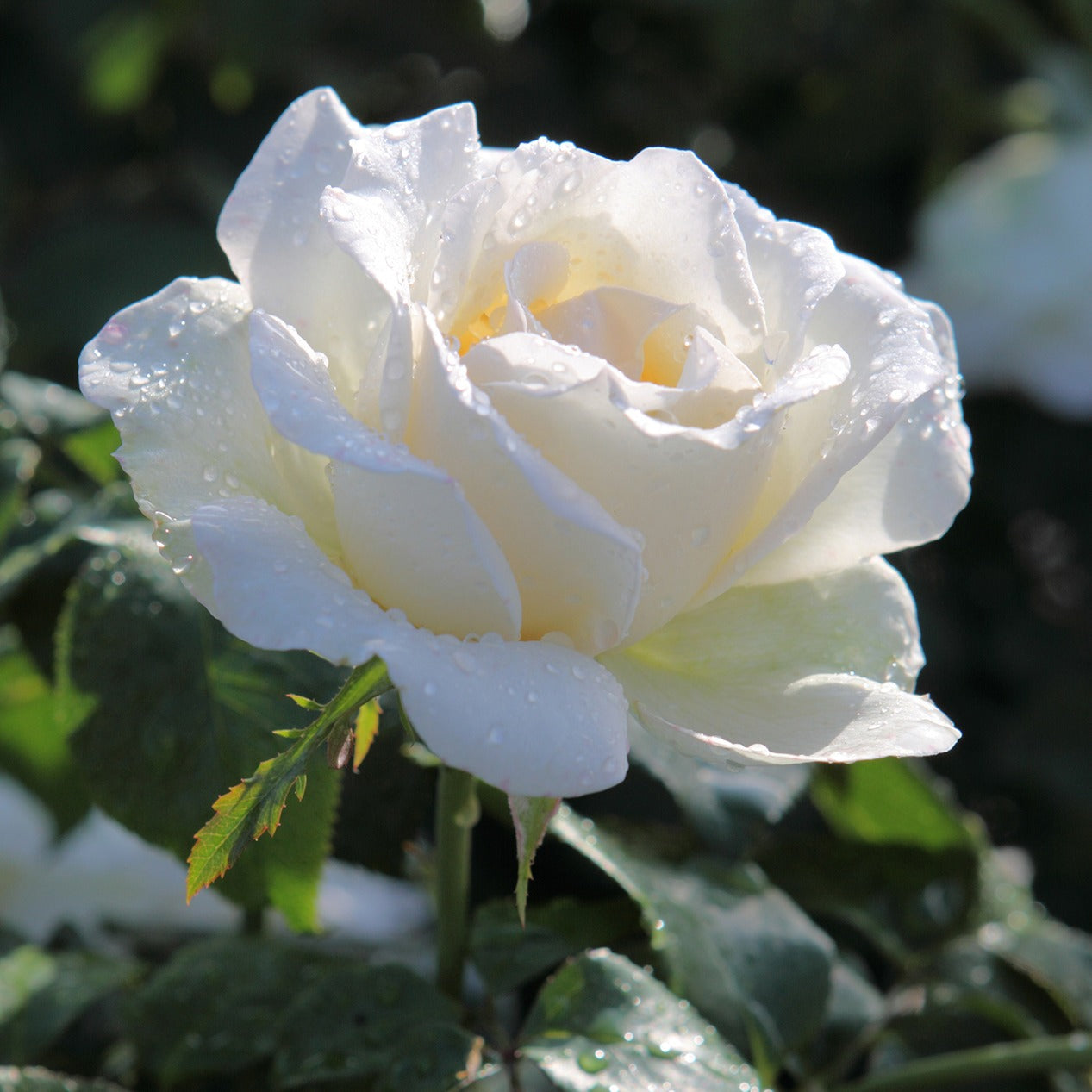 Bakker Collection 5 Rosiers pour bouquets racines nues mix