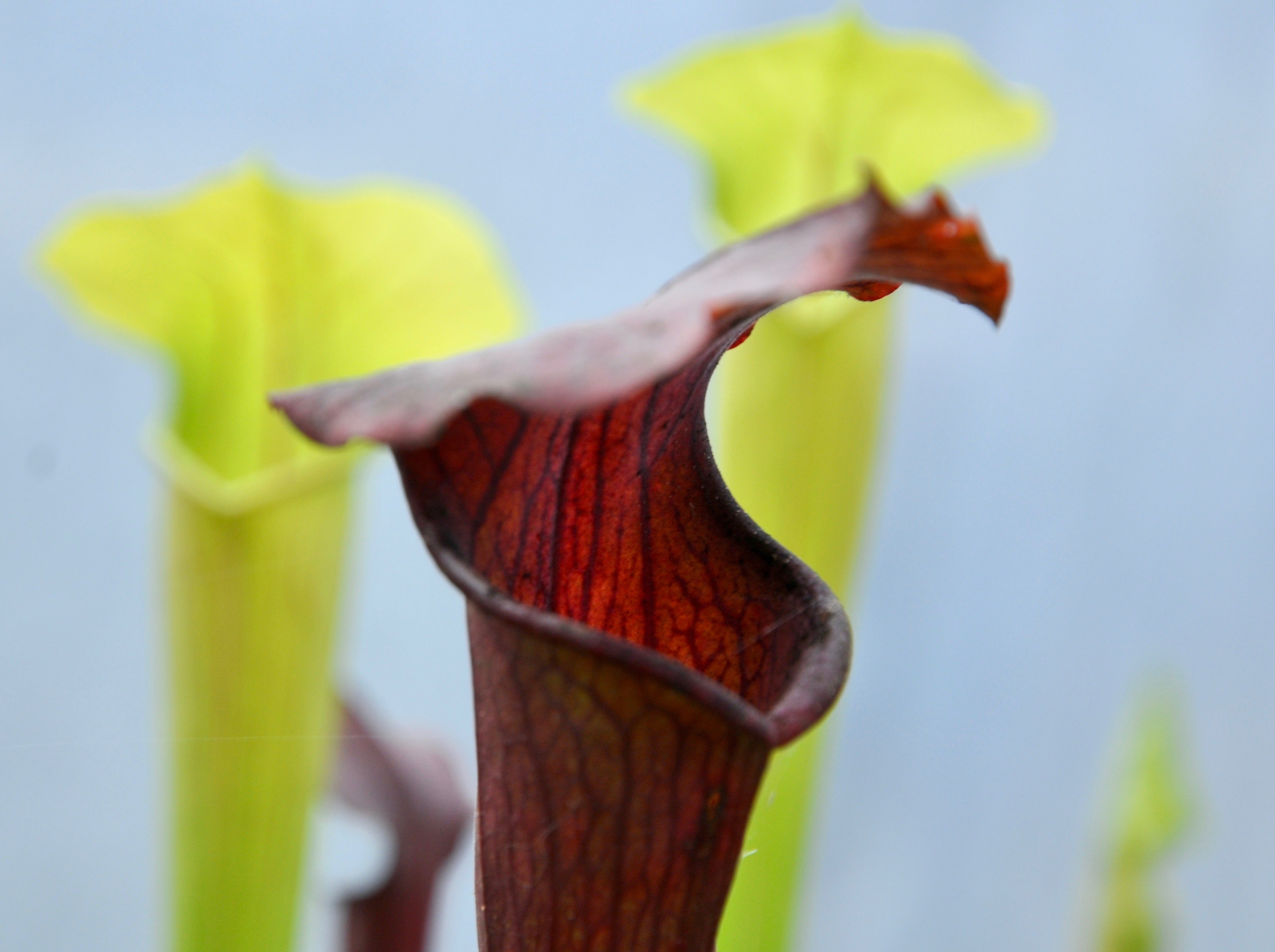 Carniflore Sarracenia Alata Flava Mitchelliana plante trompette 80cm