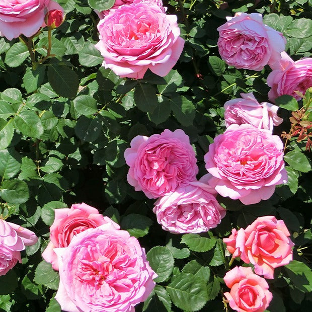 Bakker Collection 2 rosiers anglais racines nues parfumés