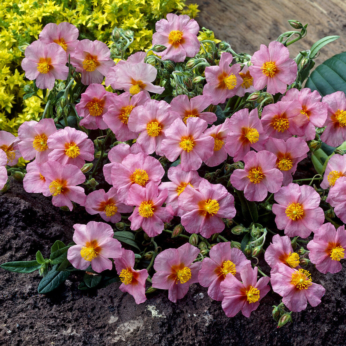 Bakker Plantes vivaces Hélianthème Lawrenson's Pink pot 9 cm