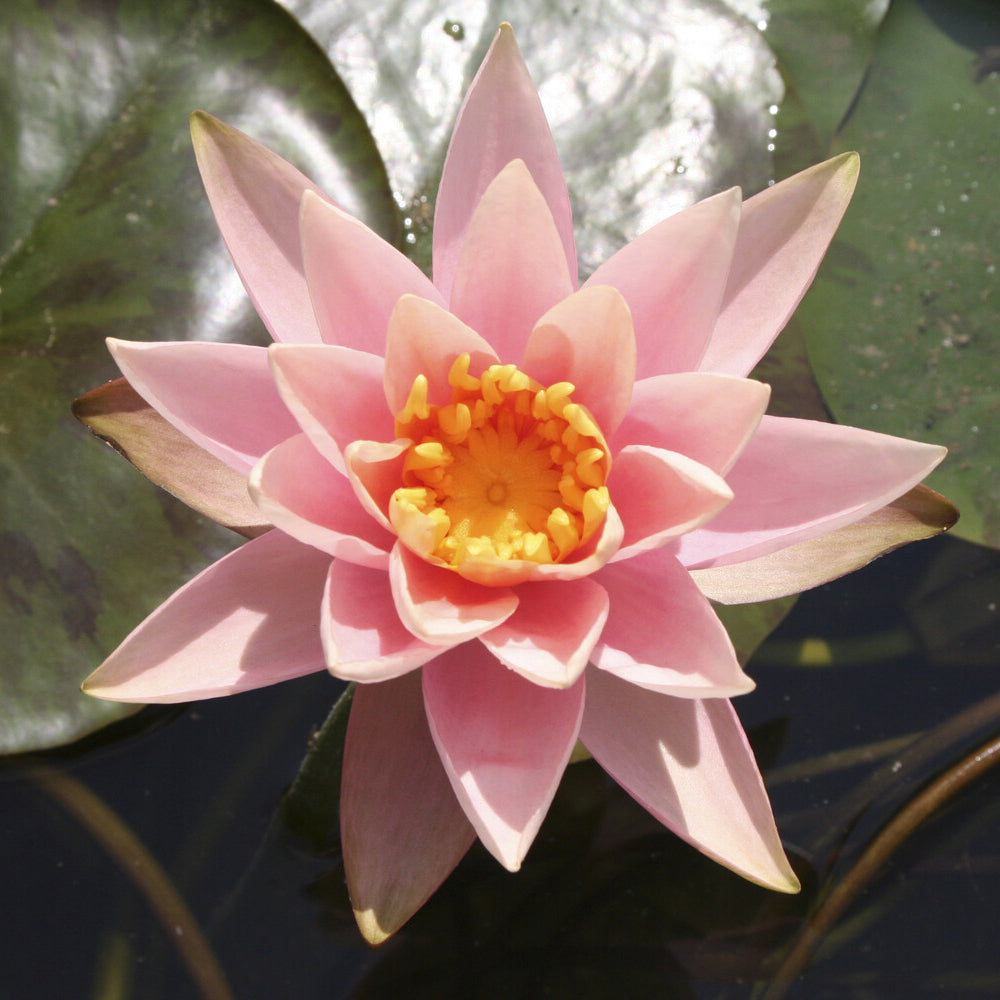 Bakker Plantes de bassin Nénuphar Colorado pot 11cm saumon
