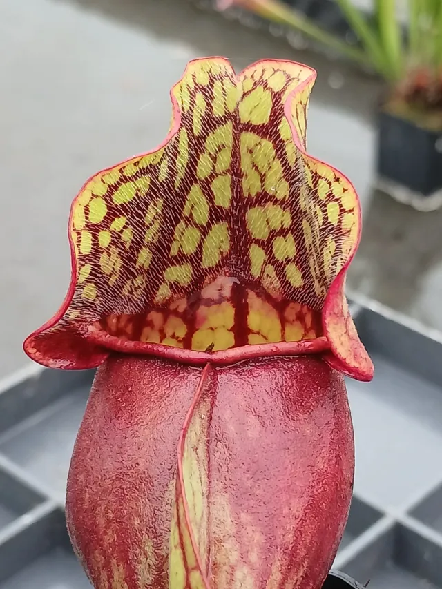 Carniflore Sarracenia purpurea ssp. purpurea plante carnivore 1 point