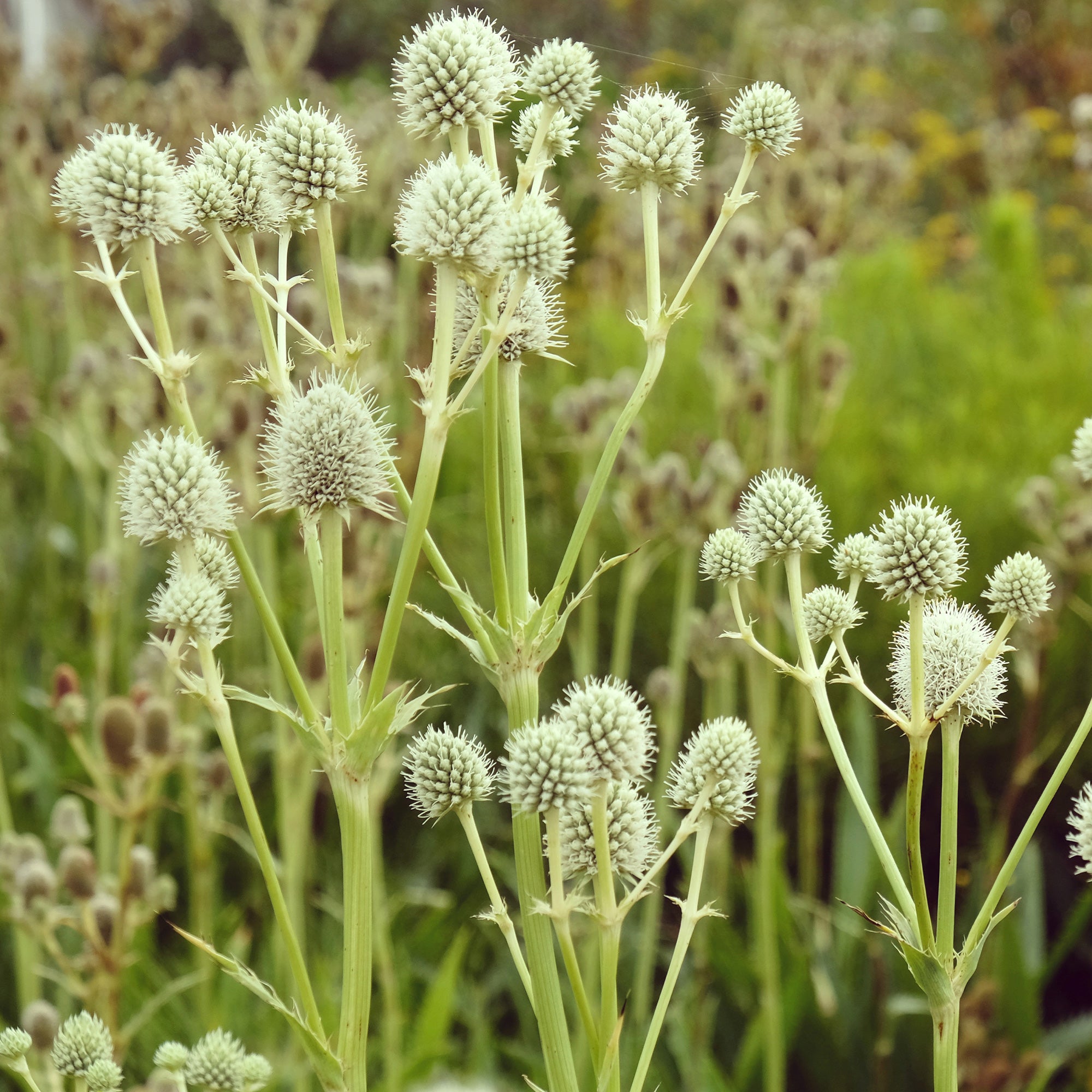 Bakker Yuccifolium panicaut pot 9 cm fleur blanche
