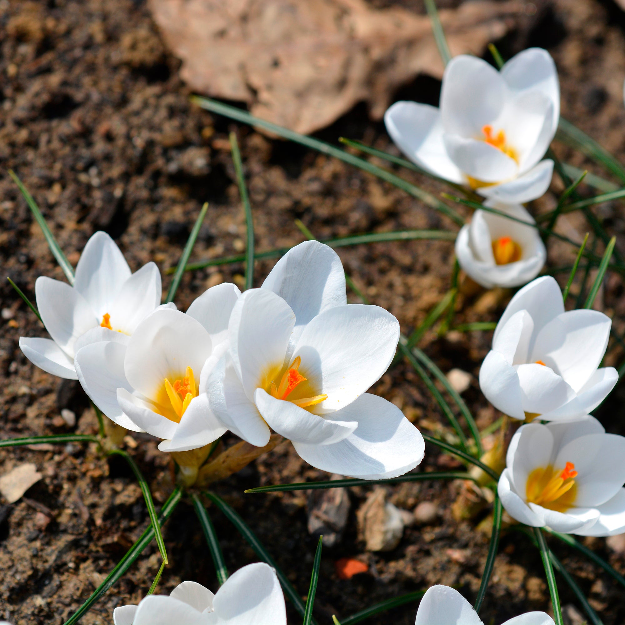 Bakker 10 Crocus Ard Schenk bulbes sachet blanc jaune