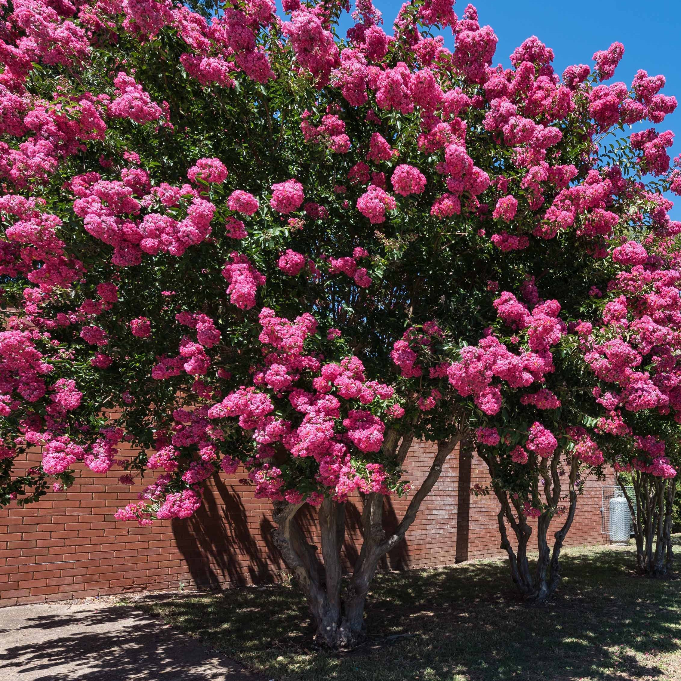 Bakker Collection 3 arbustes fleuris lagerstroemia pot soleil