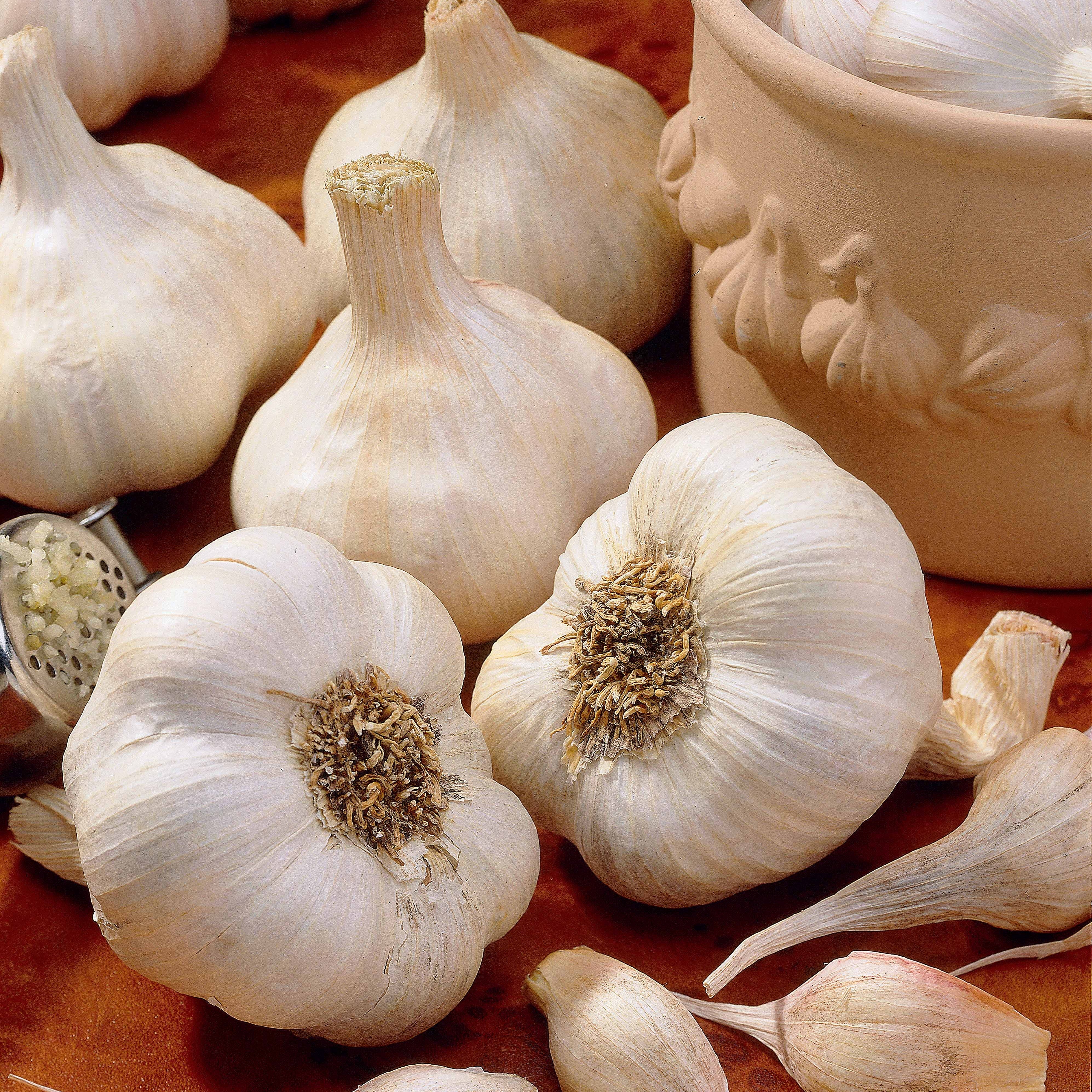 Bakker Potager et Graines Ail Messidrôme bulbe ail 500g blanc doux