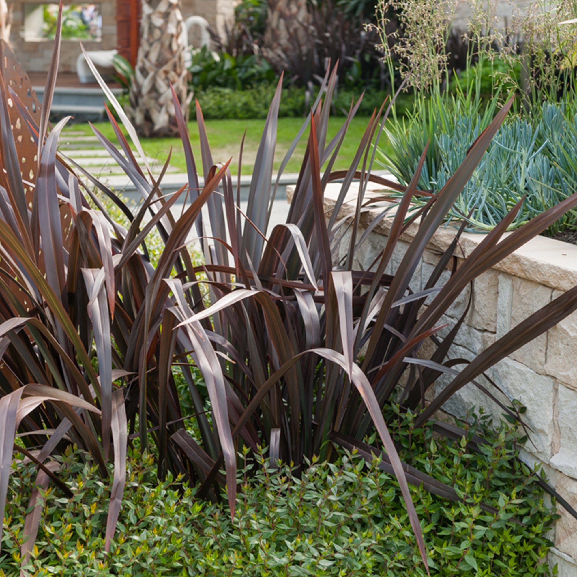 Bakker Phormium Black Adder lin Nouvelle-Zélande pot Ø 9 cm