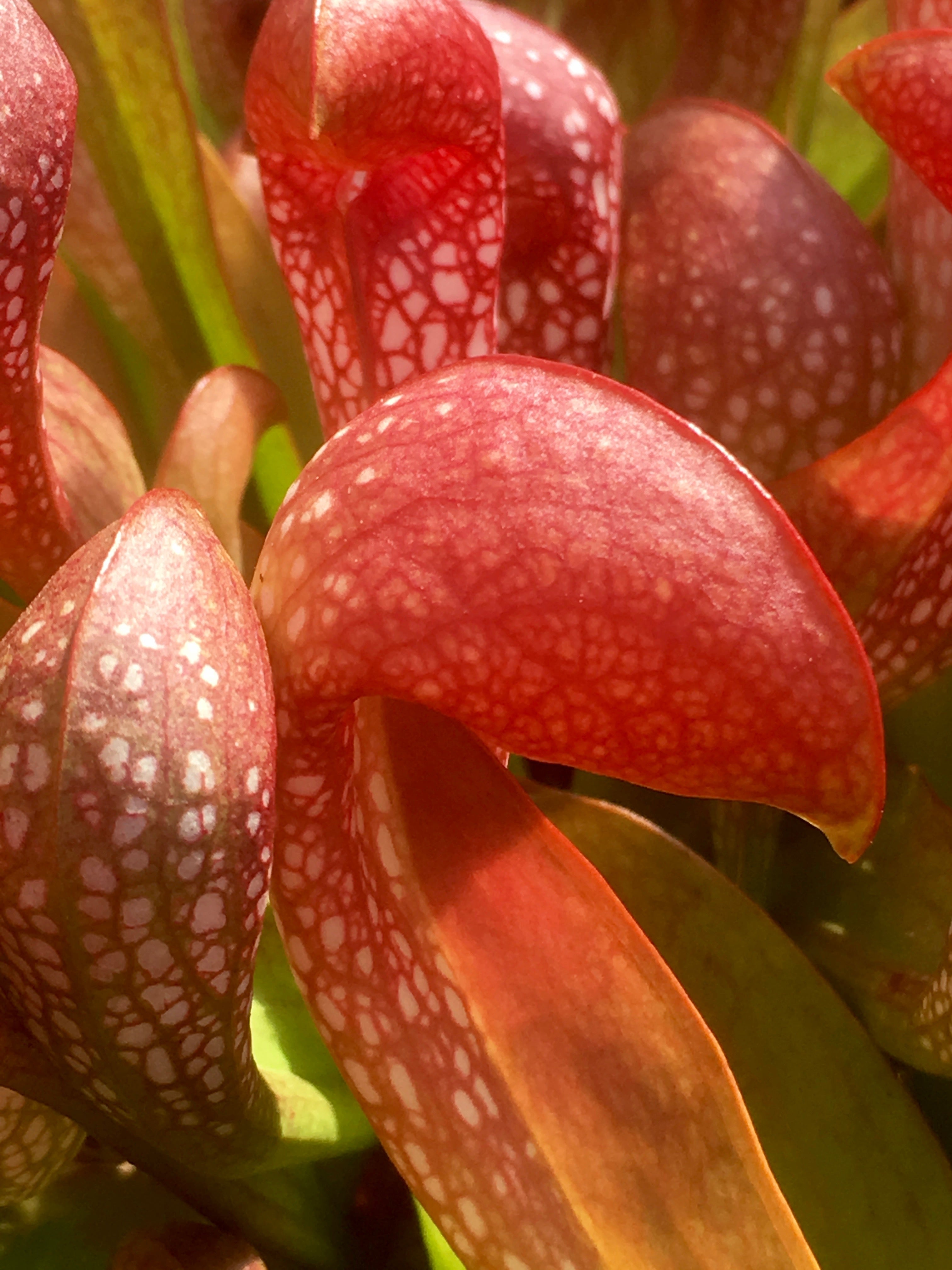 Carniflore Sarracenia x formosa plante carnivore adulte 1 pied