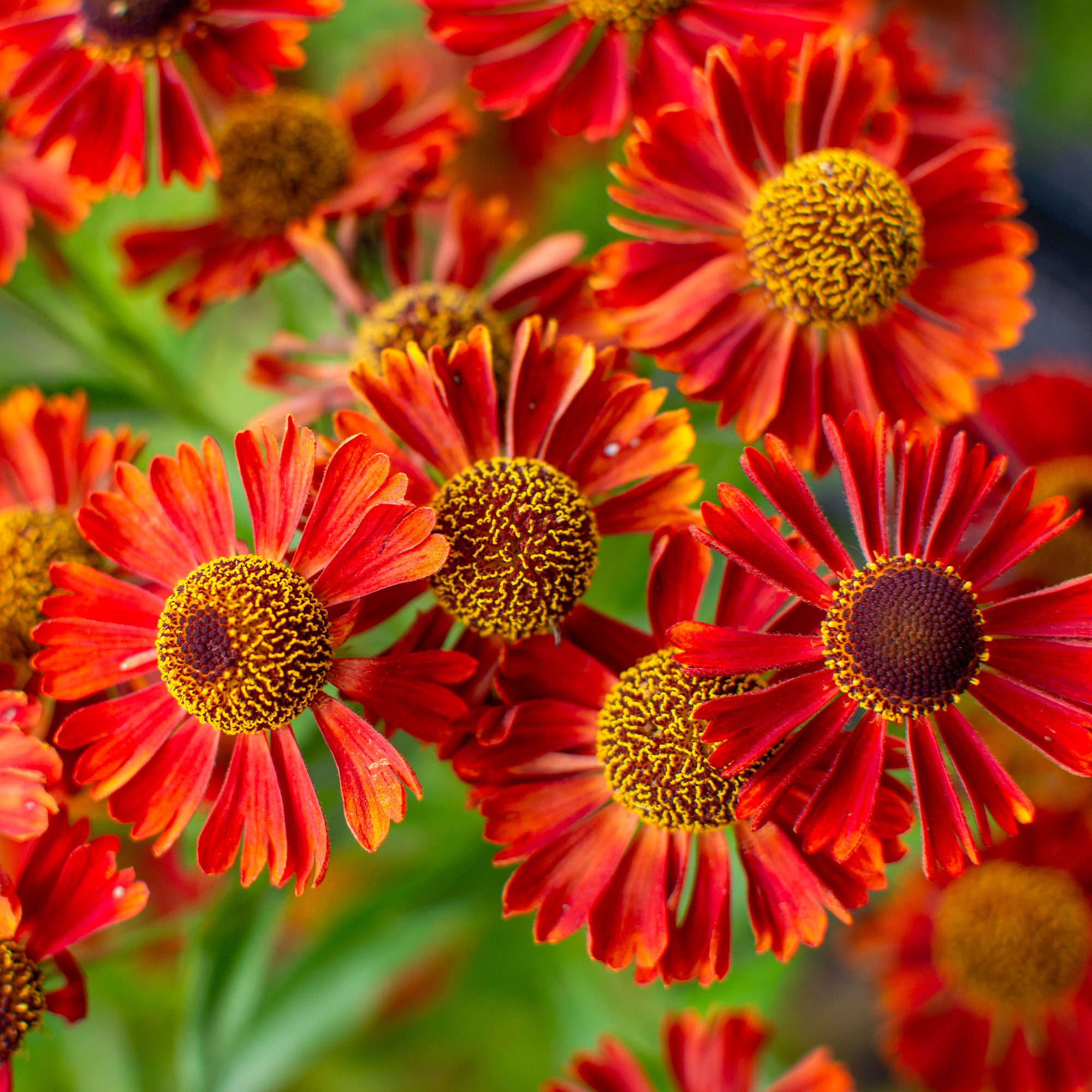Bakker Hélénie Rubinzwerg plante vivace pot Ø 9cm rouge