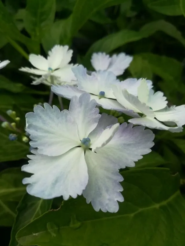 Les Hortensias du Haut Bois Mikamba hortensia plat fleurs plates