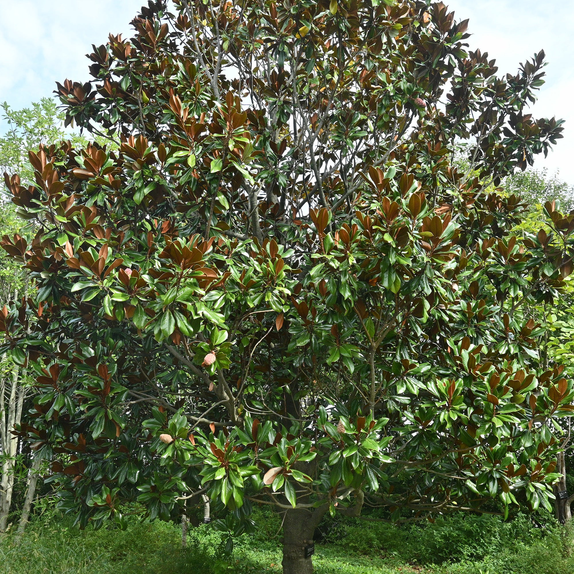 Bakker Magnolia grandes fleurs arbre pot Ø9cm persistant