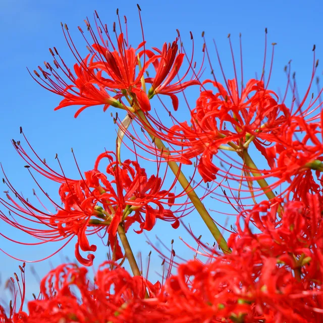 Bakker Lis araignée rouge bulbes sachet 3 floraison automne