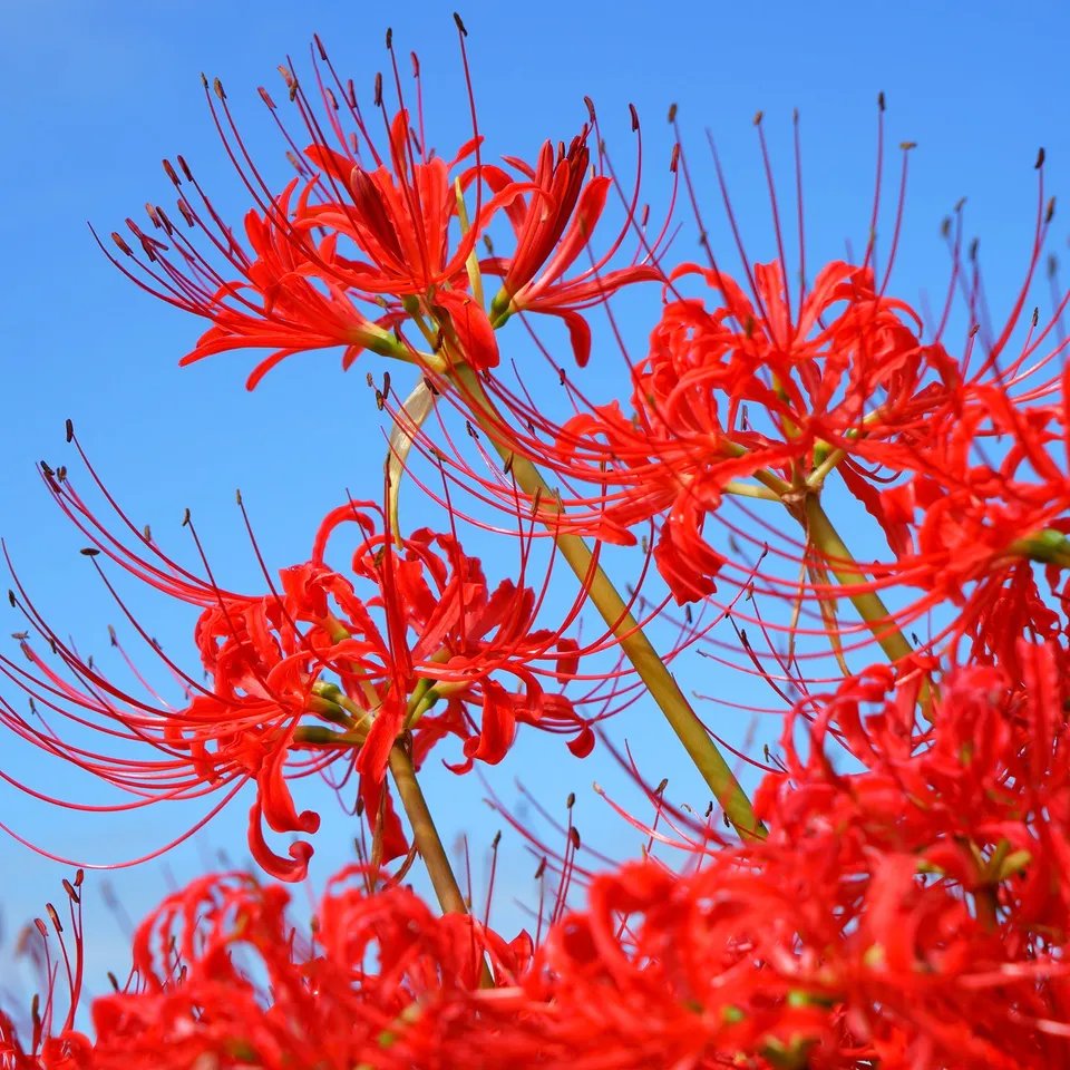 Bakker Lis araignée rouge bulbes sachet 3 floraison automne