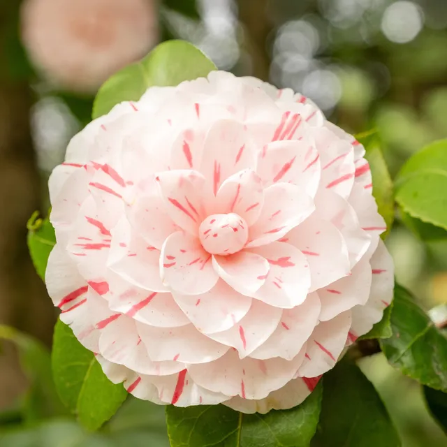 Bakker Camélia bicolore japonica arbuste pot 9cm 20-30cm rose