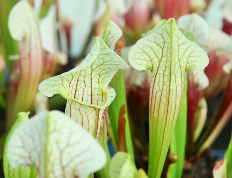 Carniflore Sarracenia 'Eva' plante carnivore 1 point blanc