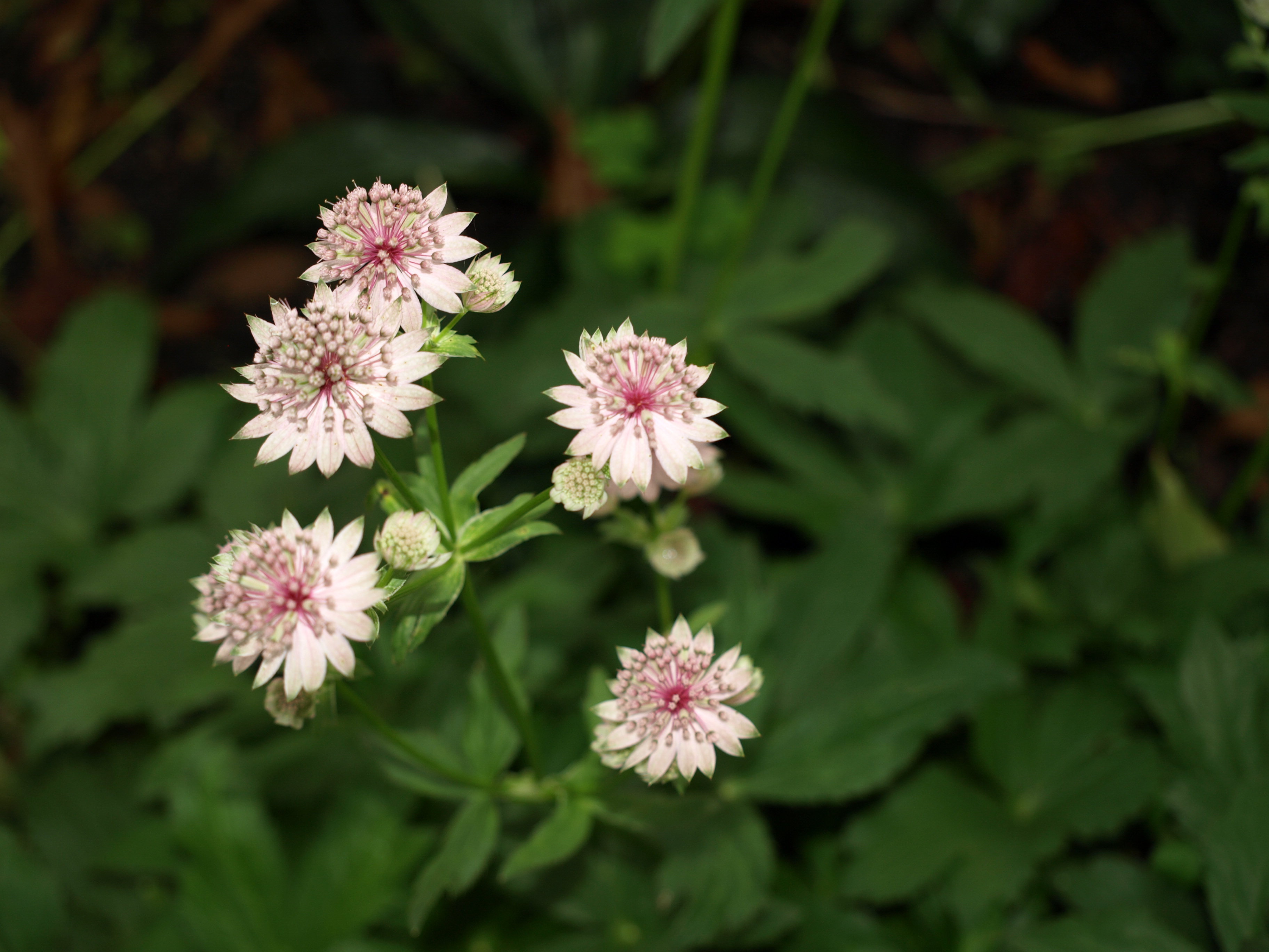 Passion Vivaces Astrantia Lola plante vivace rose godet