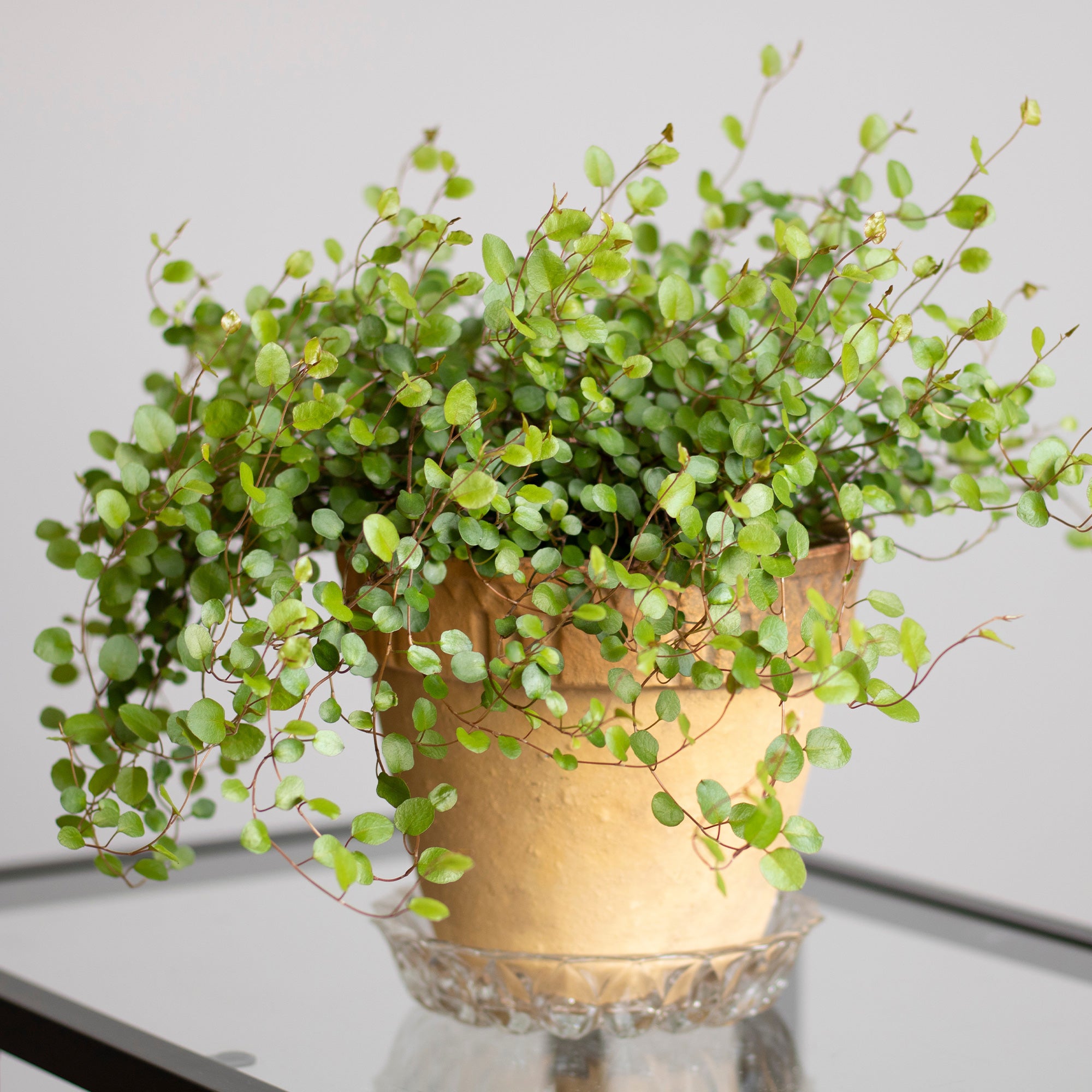 Bakker Muehlenbeckia complexa plante terrasse pot Ø 9 cm