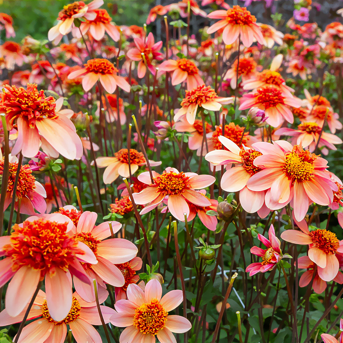 Bakker Dahlia Totally Tangerine anémone orange 3 bulbes
