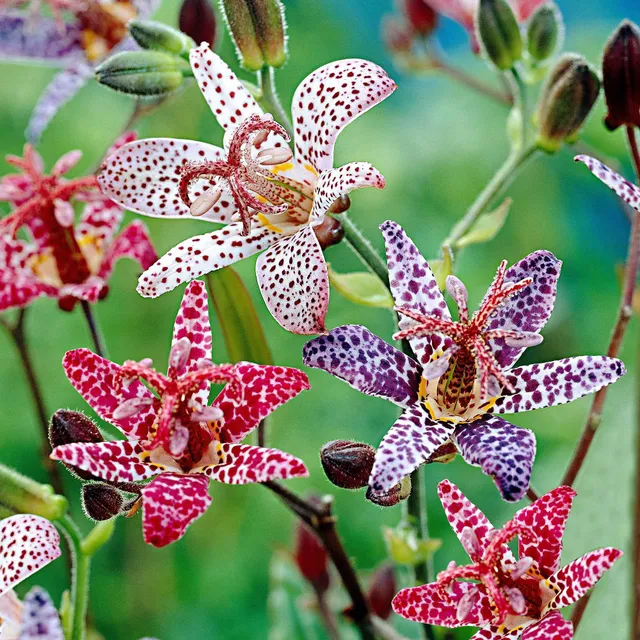 Bakker Tricyrtis en mélange plante vivace 5 racines ombre fleurie